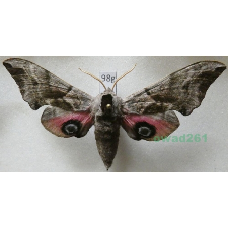 Smerinthus ocellata (Linnaeus, 1758) Nastrosz półpawik Poland98g
